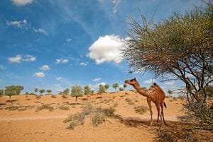 Ras-Al-Khaimah-Camel